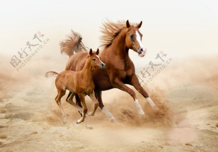 沙漠上奔跑的马匹