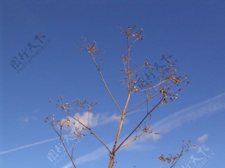 蓝天白云下的植物图片