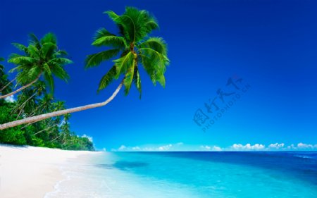 椰树与沙滩风景摄影