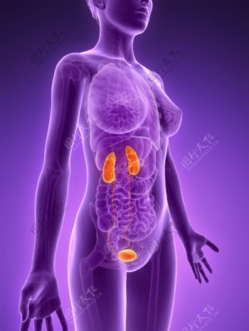 女性肾和膀胱图片