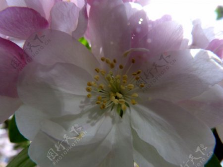 唯美粉色海棠花图片