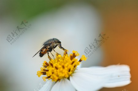 白色花草上蜜蜂图片