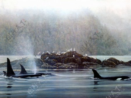 海豚手绘动物画01海