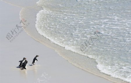 冲向大海的企鹅
