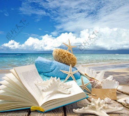 美丽海岸上的书本海星图片