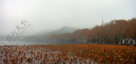 杭州西湖残荷冬季图片