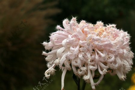 淡粉色菊花图片