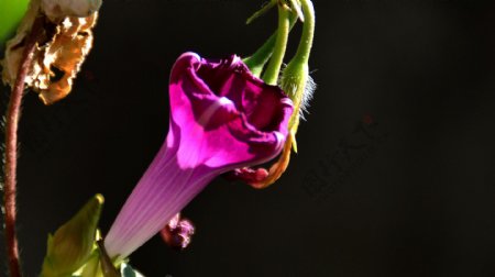 唯美紫色喇叭花图片