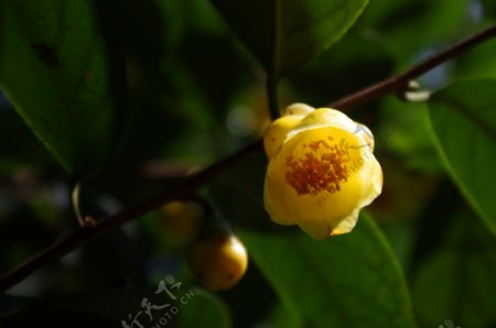唯美黄色腊梅花图片