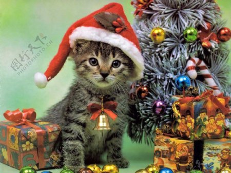 圣诞小猫图片