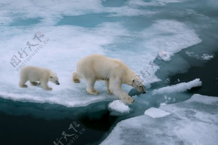 浮冰上的北极熊