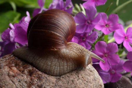 蜗牛花卉摄影