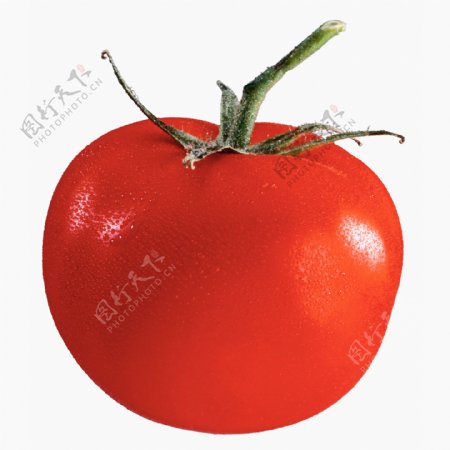 高清西红柿摄影