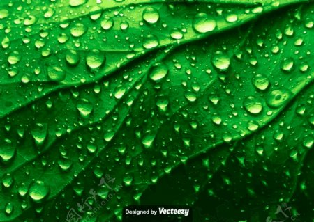 带水滴的真实绿树叶纹理矢量图