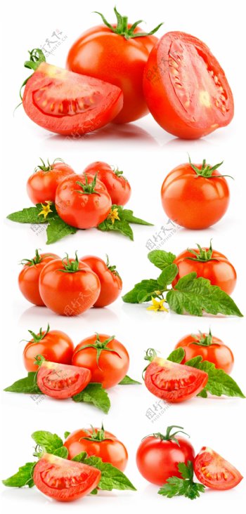 9组切开的西红柿高清图片