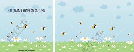 雏菊和蜜蜂的背景