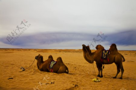 大漠骆驼图片