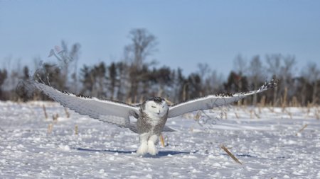 雪地里的猫头鹰