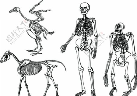 动物人类骨架