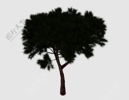 矮松树3d模型下载