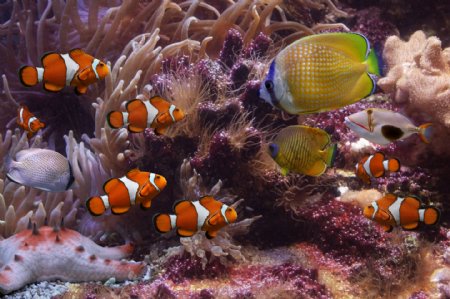 美丽珊瑚与鱼群图片