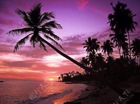 美丽椰树风景图片