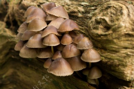 木头上的蘑菇