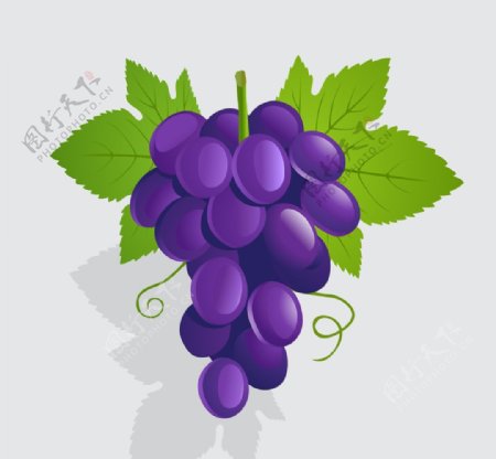 紫色葡萄水果清晰图
