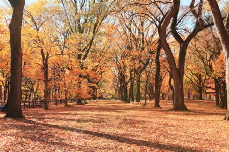 秋天树林风景摄影