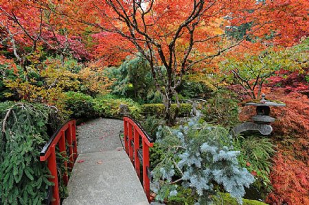 秋天枫树林景色