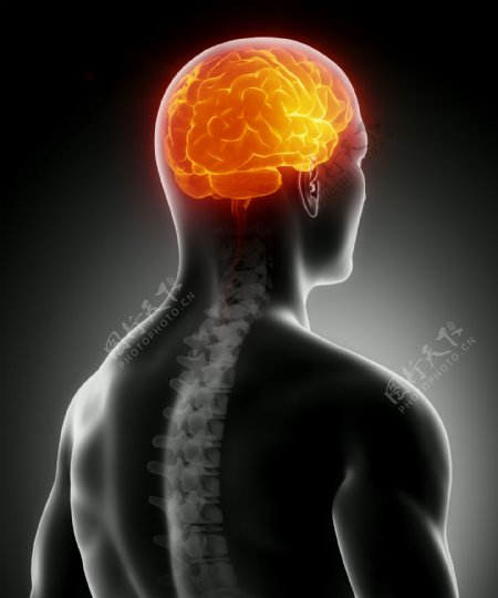 大脑器官与脊椎图片
