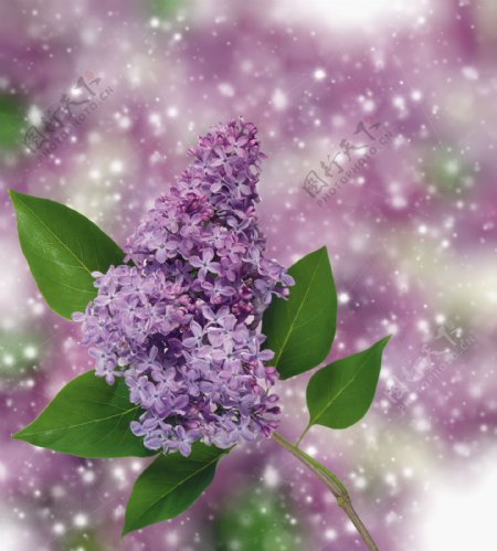 梦幻紫色鲜花背景