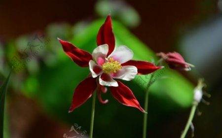 位图植物图案花朵写实花卉猫爪花免费素材