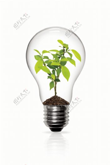 创意灯泡里的小树苗设计图片素材