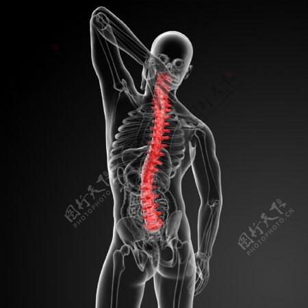 人体脊椎图片
