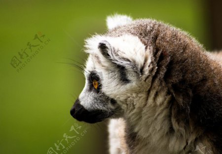 马达加斯加的野生动物