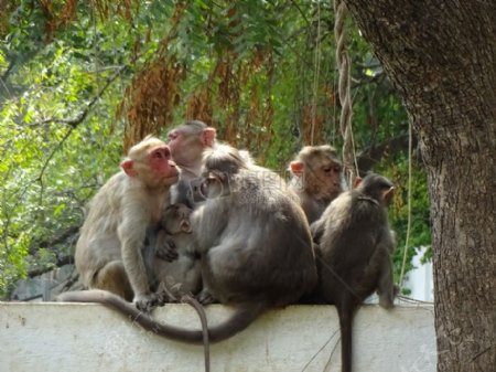 挤在一起的猴子