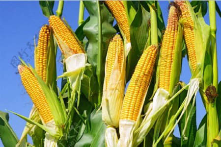 玉米地中新鲜的玉米图片