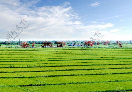 油田稻田图片