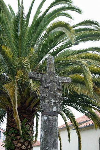 棕榈树旁的十字架