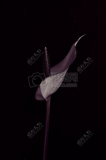 一朵紫花的特写