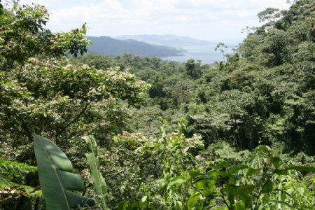 美国哥斯达黎加热带雨林风景