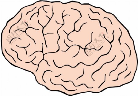 头颅大脑医用模型矢量素材EPS0049