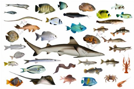 40种海洋鱼类高清图片