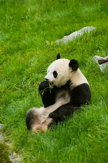 正在吃草的国宝熊猫