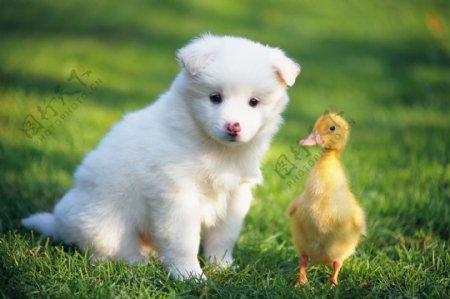 草地上的小狗与小鸭子