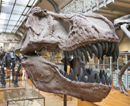 博物馆里的恐龙骨架