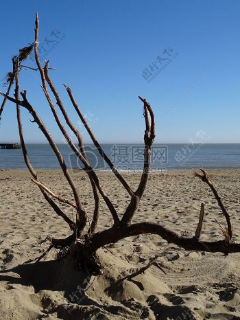 沙滩上的树枝