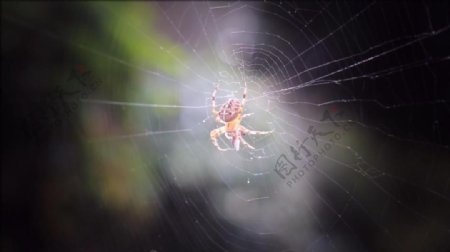 实拍蜘蛛网上不断爬行的蜘蛛视频素材