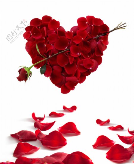 红色玫瑰花花朵移门装饰画